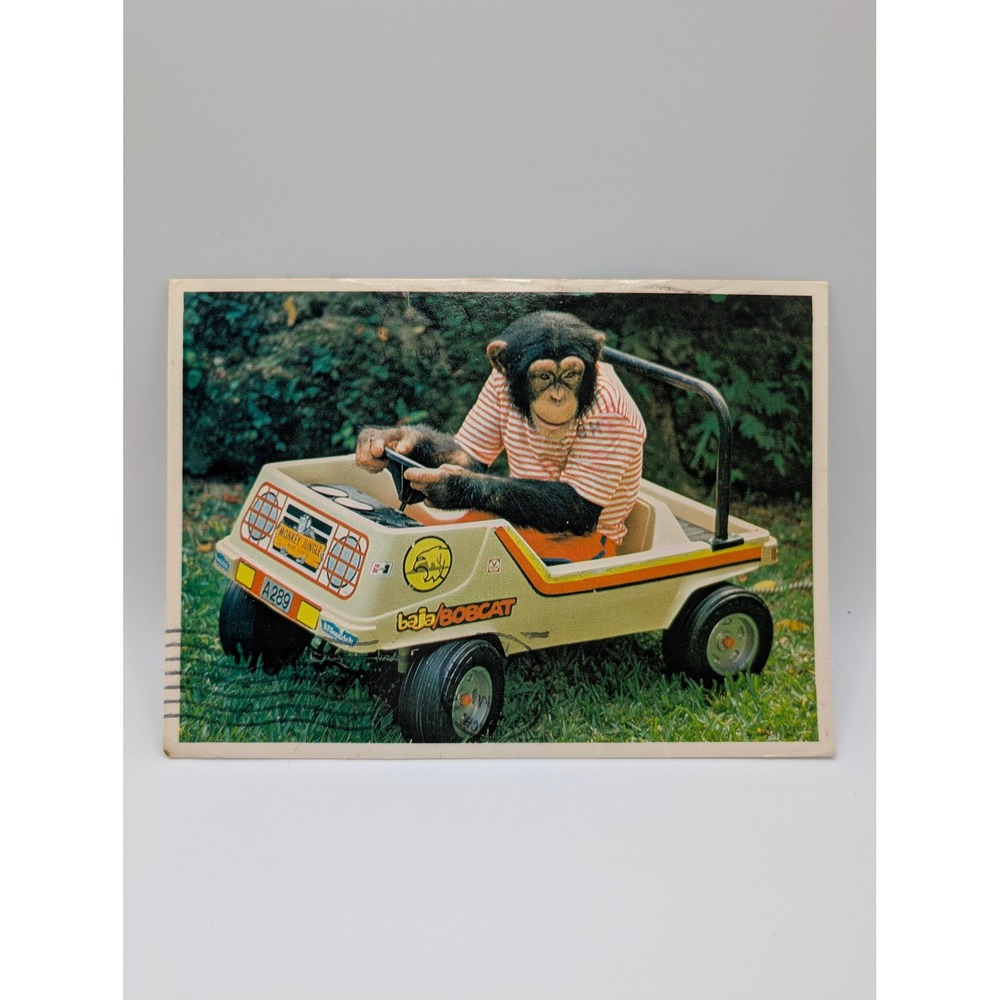Vintage Monkey Jungle Miami Postcard Set Harley Chimpanzee Baja Bobcat 1980s